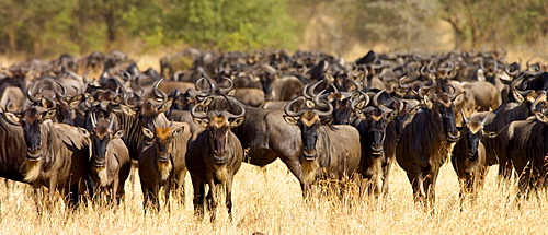 Herd of migrating Blue Wildebeest, Grumeti, Tanzania