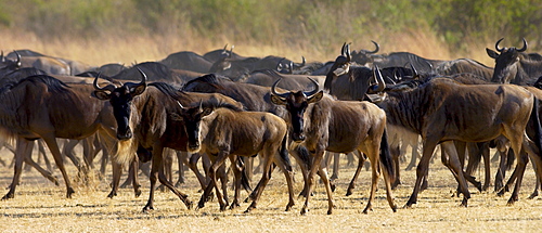 Herd of migrating Blue Wildebeest, Grumeti, Tanzania