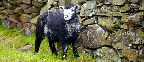 Traditional Herdwick sheep by drystone wall at Langdale in the Lake District National Park, Cumbria, UK