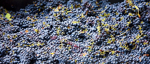 Ripened Brunello grapes, Sangiovese, being harvested at the wine estate of La Fornace at Montalcino in Val D'Orcia, Tuscany, Italy