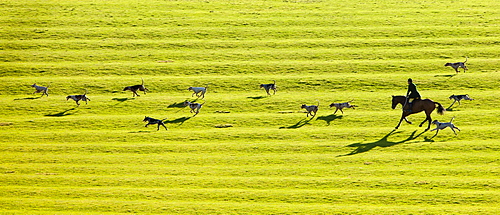 Foxhounds of The Heythrop Hunt near Stow-on-the-Wold, Gloucestershire for the traditional New Year Hunt Meet, Cotswolds, UK