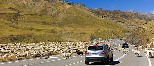 Mountain sheep and goats roaming in road delay Nissan Qashgai 4x4 car in Val de Tena, the Spanish Pyrenees, Northern Spain