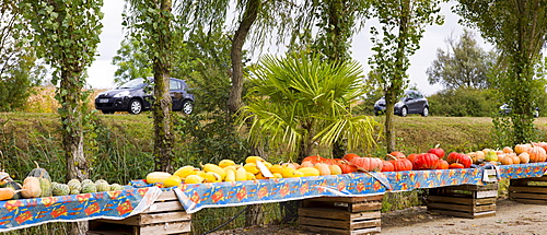 Pumpkin  and squash for sale at roadside stall in Pays de La Loire, France