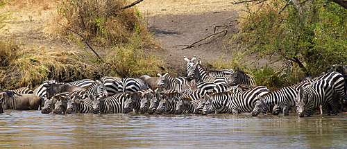 A herd of Common Plains Zebra (Grant's) drinking,  Grumeti, Tanzania