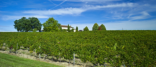 Cabernet Sauvignon grapes ripe for harvesting at Chateau Fontcaille Bellevue in Bordeaux wine region of France