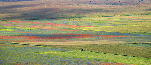 Poppies, cornflowers and wild mustard flowering on the Piano Grande, Castelluccio, during the period known as La Fioritura - The Flowering.