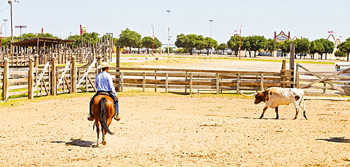 Cowboy in Fort Worth Stockyards, Texas, United States of America, North America