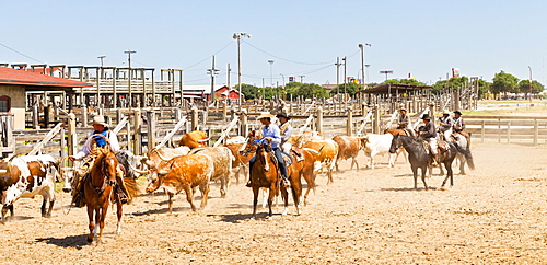 Cowboys in Fort Worth Stockyards, Texas, United States of America, North America