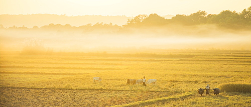 Farmers working the fields with oxen in rural Myanmar near Naypyitaw, Myanmar (Burma), Asia