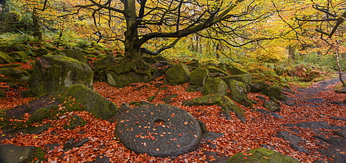 A millstone lies covered in red autumn leaves with the adjacent woodland in full autumn colour, Padley Gorge, Grindleford, Peak District National Park, Derbyshire, England, United Kingdom, Europe