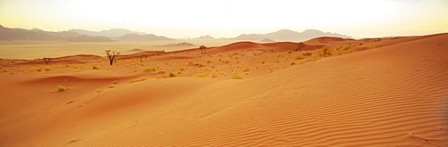 Sand dunes/dune sea at sunset, Namib Rand Game Reserve, Namib Naukluft Park, Namibia