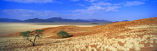 Panoramic view of trees and mountains in desert landscape, Namib Rand game reserve, Namib Naukluft Park, Namibia, Africa