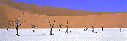 Panoramic view of dead trees and orange sand dunes, Dead Vlei, Namib Desert, Namibia, Africa