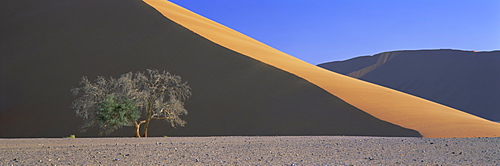 Dune and tree, Namib Naukluft Park, Namib Desert, Namibia, Africa