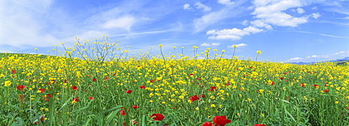 Pappies and oil seed rape near San Quirico d'Orcia, Tuscany, Italy, Europe