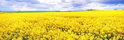 Fields of oil seed rape, near Seahouses, Northumberland, England, United Kingdom, Europe