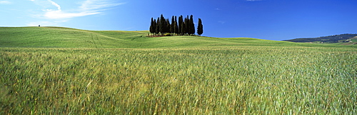 Cypress trees in field of cereal crops beneath blue sky, near San Quirico d'Orcia, Tuscany, Italy, Europe