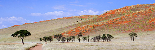 Panoramic view showing trees and grass-covered orange sand dunes, Namib Rand game reserve, Namib Naukluft Park, Namibia, Africa