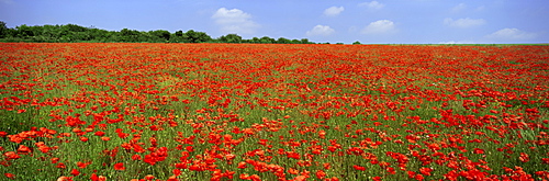 Field of wild poppies, Wiltshire, England, United Kingdom, Europe