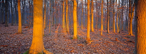 Winter woodland, England, UK, Europe