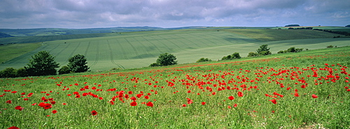 Poppies in June, The South Downs near Brighton, Sussex, England, United Kingdom, Europe