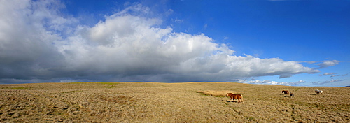 Panoramic view, The Epynt, Cambrian Mountains, Powys, Wales, United Kingdom, Europe