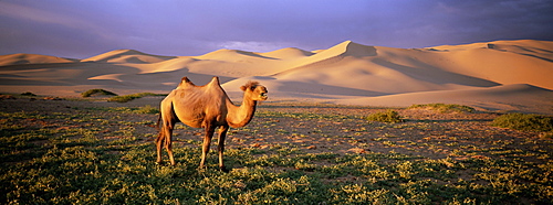 Camel at the Khongryn dunes, Gobi desert, Gobi National Park, Omnogov Province, Mongolia, Central Asia, Asia
