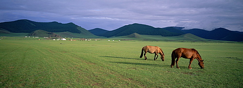 Horses grazing in Orkhon valley, Ovorkhangai Province, Mongolia, Central Asia, Asia