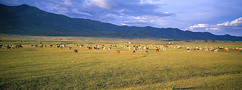 Goats and cattle, Uureg Nuur lake, Uvs province, Mongolia, Central Asia, Asia