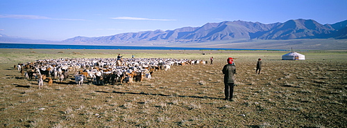 Flock of goats, Uureg Nuur lake, Uvs province, Mongolia, Central Asia, Asia