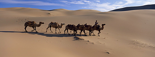 Camel train, Khongryn dunes, Gobi desert, Gobi National Park, Omnogov Province, Mongolia, Central Asia, Asia