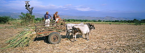 Sugar cane harvest, San Luis valley, Sancti Spiritus province, Cuba, West Indies, Central America