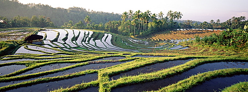 Agricultural landscape of rice fields and terraces, central area, island of Bali, Indonesia, Southeast Asia, Asia