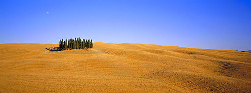 Copse of Cypress trees, Orcia Valley, Siena region, Tuscany, Italy 