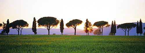 Rows of Cypress and Parasol Pine trees, sunrise, Grosseto province, Tuscany, Italy 