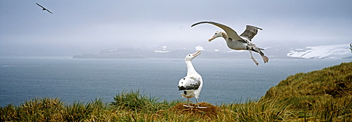 Pair of wandering albatross (Diomedia exulans), Albatross Island, Bay of Isles, South Georgia, South Atlantic, Polar Regions