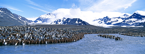 Colony of king penguins (Aptenodytes patagonicus) at mouth of glacial meltwater stream, St. Andrews Bay, South Georgia, South America