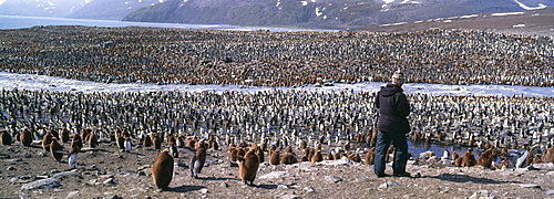 Tourist and colony of king penguins (Aptenodytes patagonicus), St. Andrews Bay, South Georgia, South America