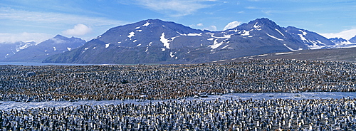 Colony of king penguin (Aptenodytes patagonicus), St. Andrews Bay, South Georgia, South America