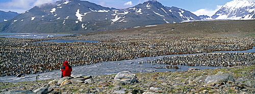 Tourist looking at colony of king penguin (Aptenodytes patagonicus), St. Andrews Bay, South Georgia, South America