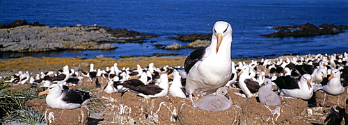 Colony of black-browed albatross (Thalassarche melanophrys), the largest in the world with up to 150000 pairs, Steeple Jason Island, Falklands, South Atlantic, South America