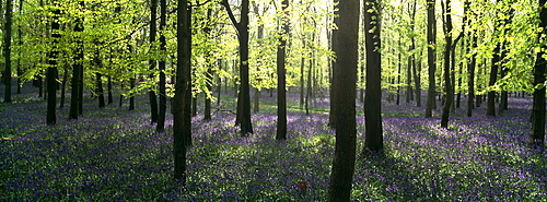 Bluebells and beech woodland in April, Buckinghamshire, England, United Kingdom, Europe