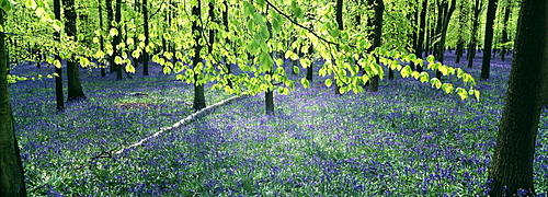 Bluebells and beech woodland in April, Buckinghamshire, England, United Kingdom, Europe