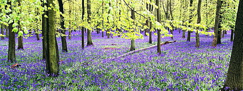 Bluebells and beech woodland in April, Buckinghamshire, England, United Kingdom, Europe