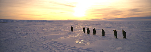 Adult emperor penguins (Aptenodytes forsteri), returning to colony across sea ice of the Weddell Sea, Antarctica, Polar Regions