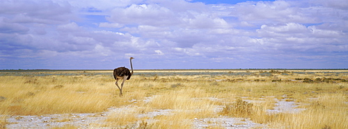 Ostrich, Etosha National Park, Namibia, Africa