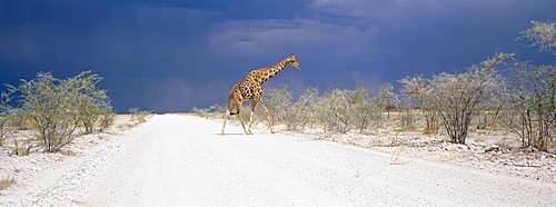 Giraffe and storm clouds, Etosha National Park, Namibia, Africa