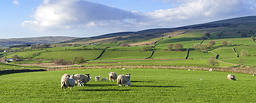 Sheep with lambs in fields below the high Pennines, Eden Valley, Cumbria, England, United Kingdom, Europe
