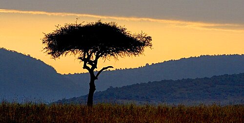 Lone Tree