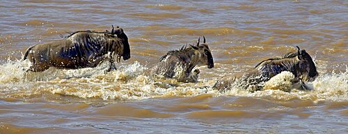 Wildebeest Crossing Mara River